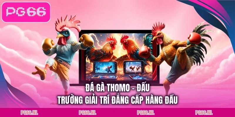 Đá Gà Thomo - Đấu Trường Giải Trí Đẳng Cấp Hàng Đầu