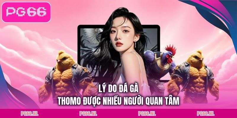 Lý do đá gà Thomo được nhiều người quan tâm