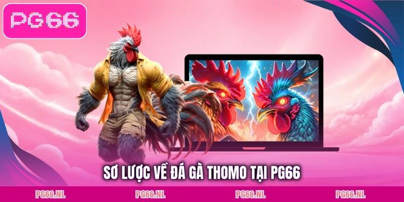 Sơ lược về đá gà Thomo tại PG66